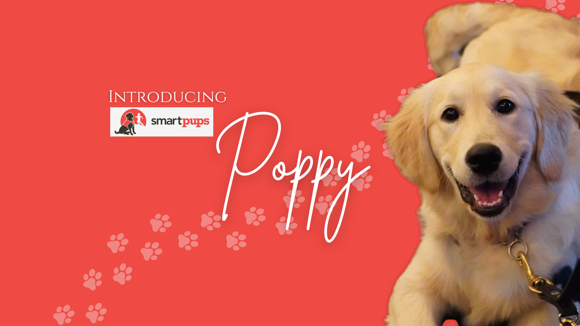 2023 - Poppy